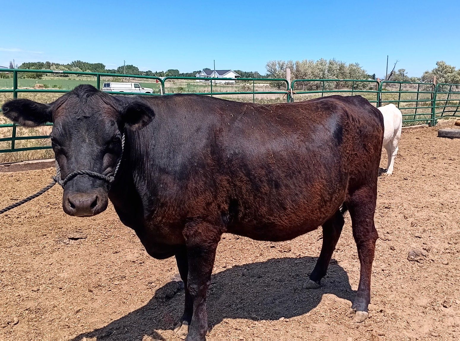 2 year old beef heifer