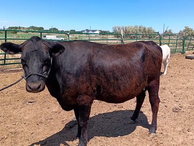 2 year old beef heifer