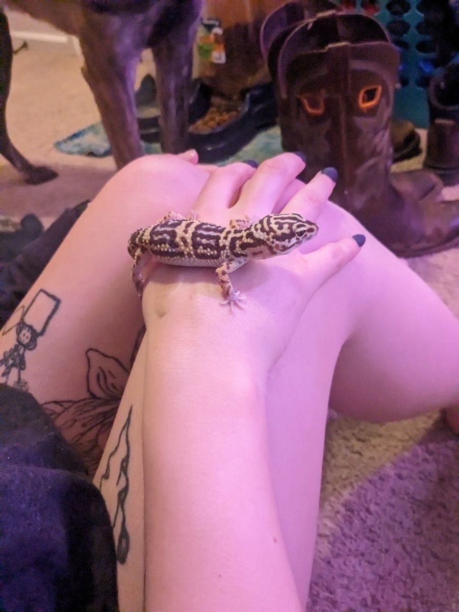 Leopard gecko 