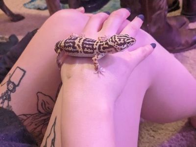 Leopard gecko