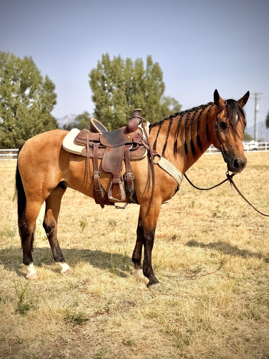 14yr old Buckskin Gelding