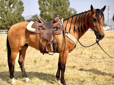 14yr old Buckskin Gelding