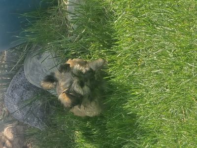Purebred Shih Tzu puppies