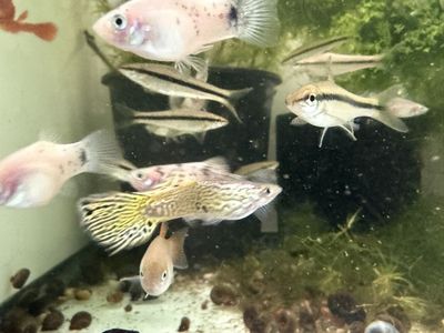 Siamese Algae Eaters