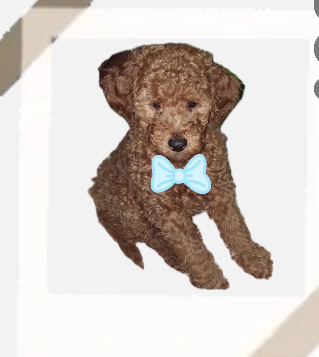 Medium Goldendoodle
