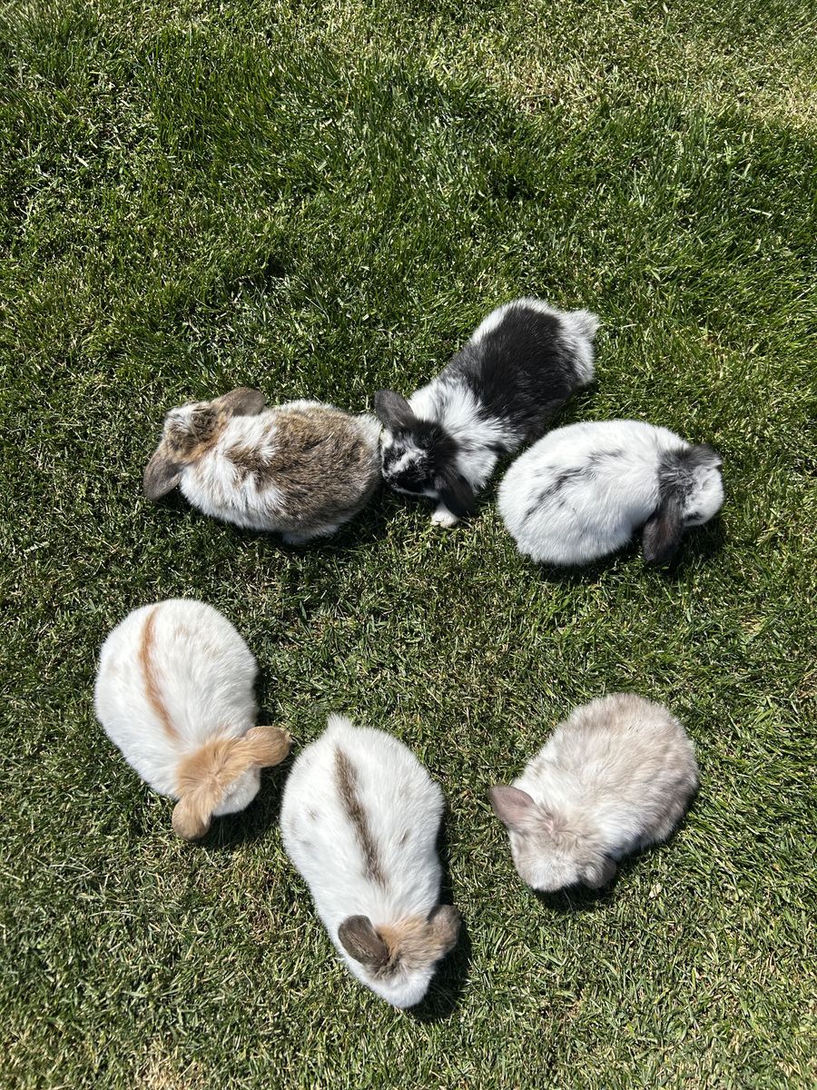 Mini Lop Bunnies
