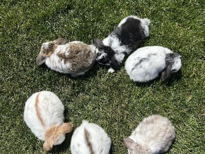 Mini Lop Bunnies