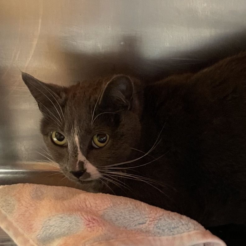 Hello my name is Razzle