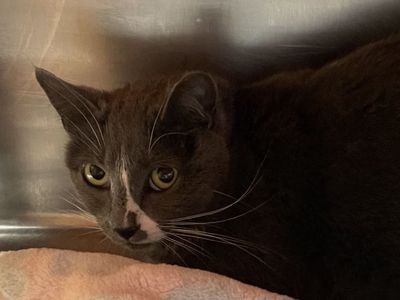 Hello my name is Razzle