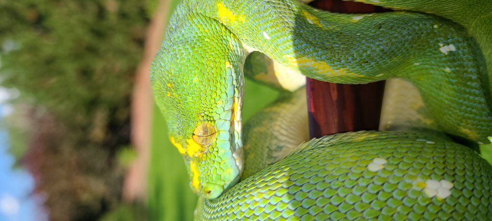 GTP