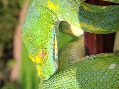GTP