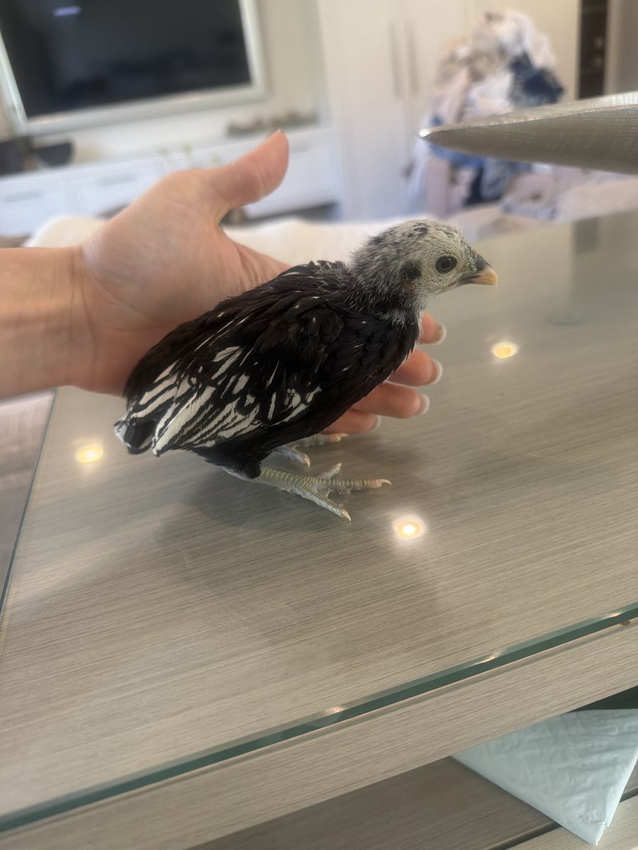 Old English Bantam chicks  Sebright Batam chicks