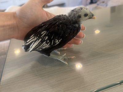 Old English Bantam chicks Sebright Batam chicks