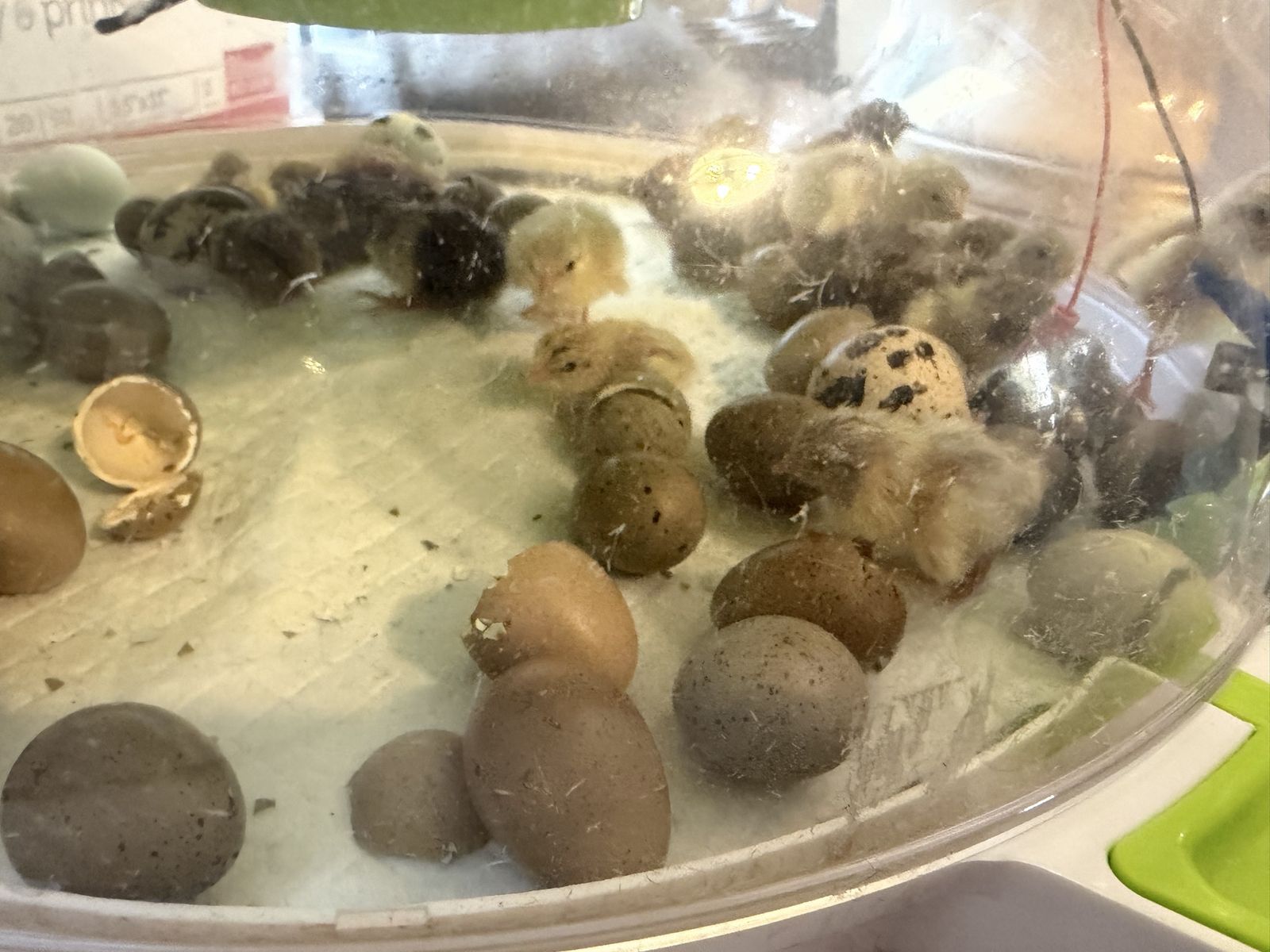 Will incubate Button Quail by request