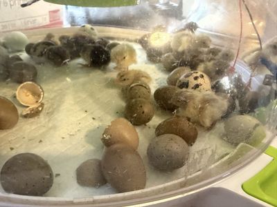 Will incubate Button Quail by request
