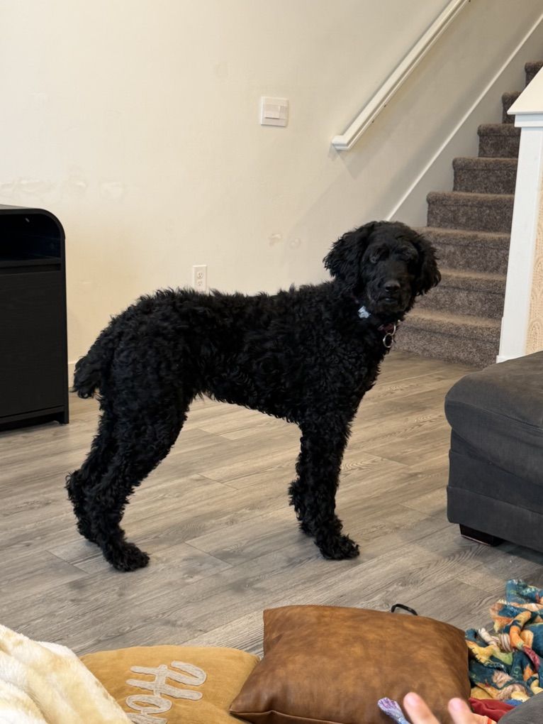 Labradoodle For Free