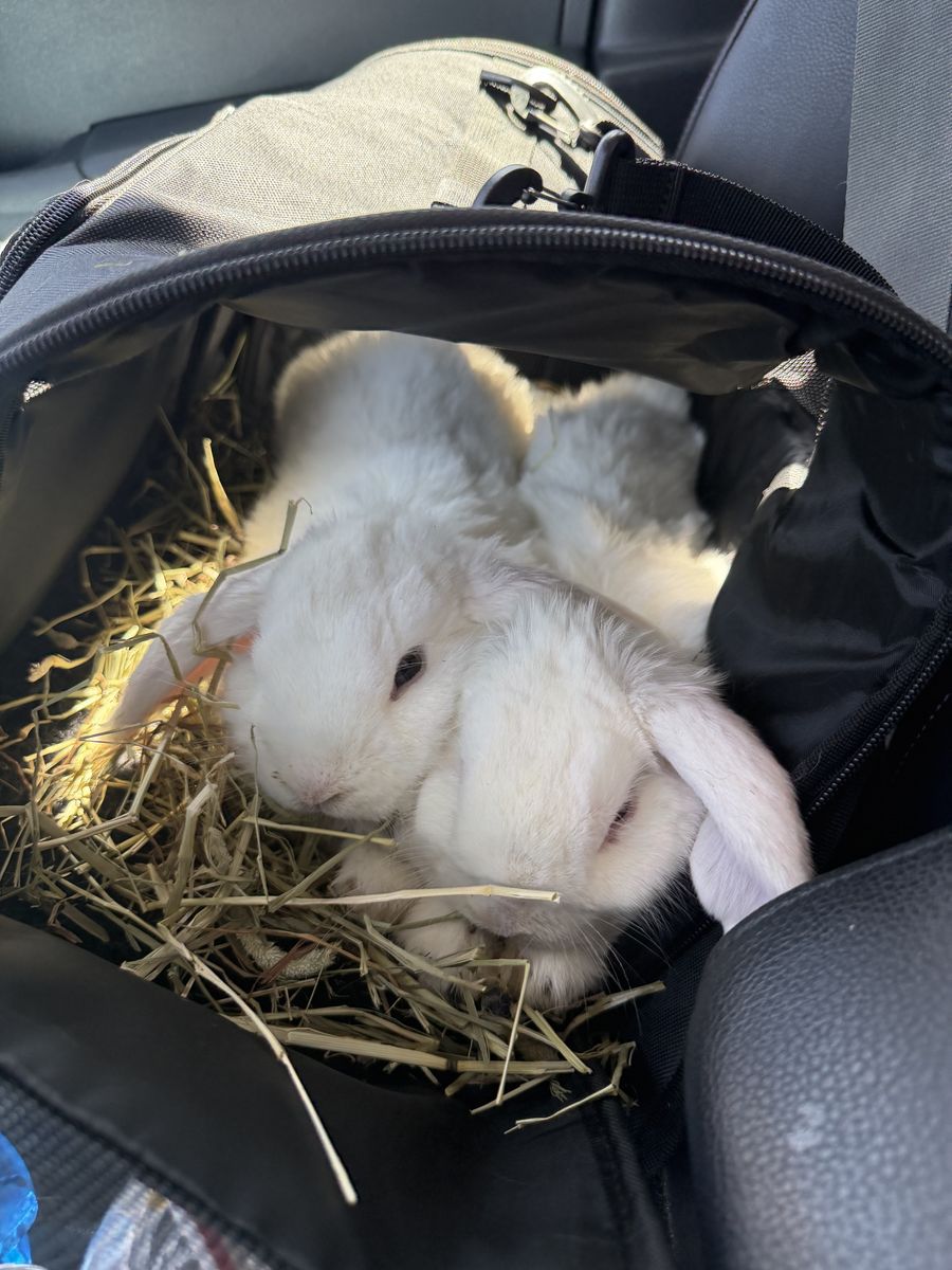 5 month old holland lop bunnies 