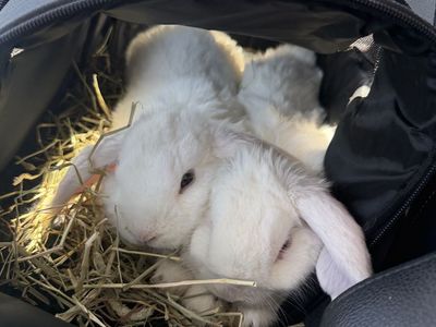 5 month old holland lop bunnies