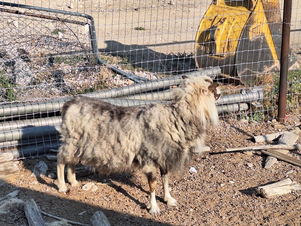 Livestock Sheep - Healthy Icelandic Ram for Farm or Homestead