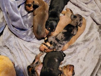 Puppies