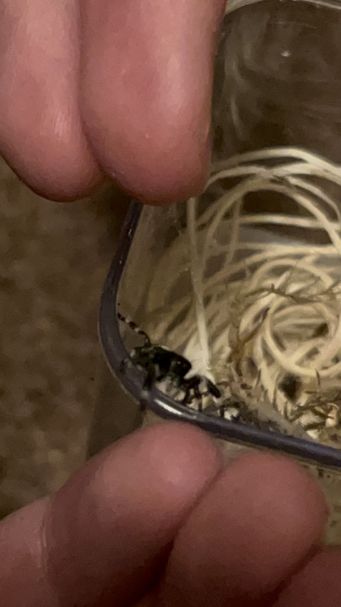 2 jumping spiders with enclosures