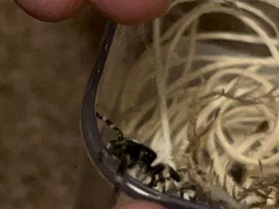 2 jumping spiders with enclosures
