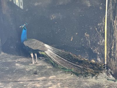 Peacock