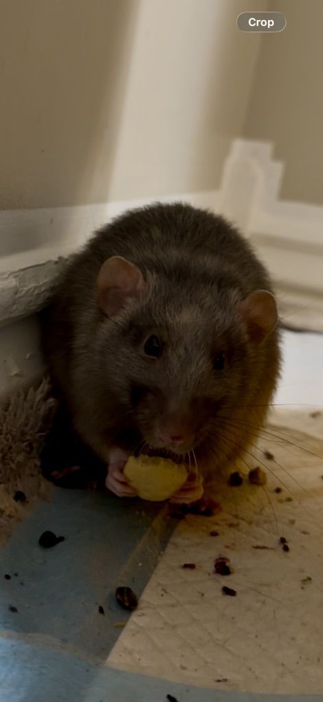 pet Male Rat And Cage $10