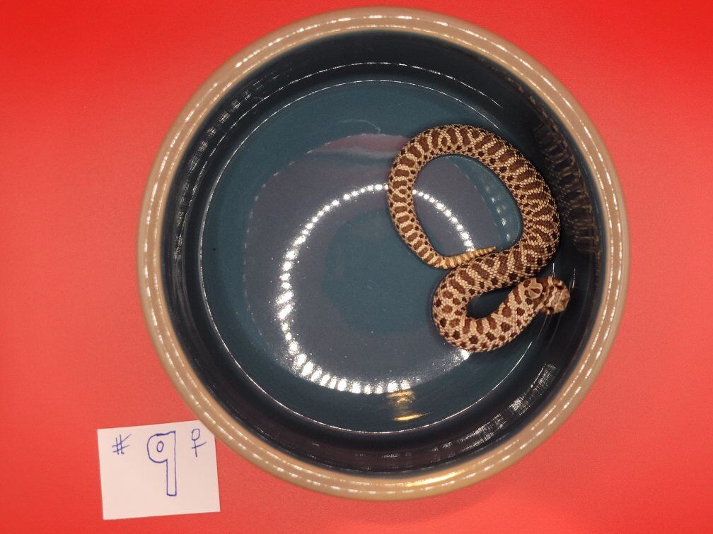 Western Hognose #9