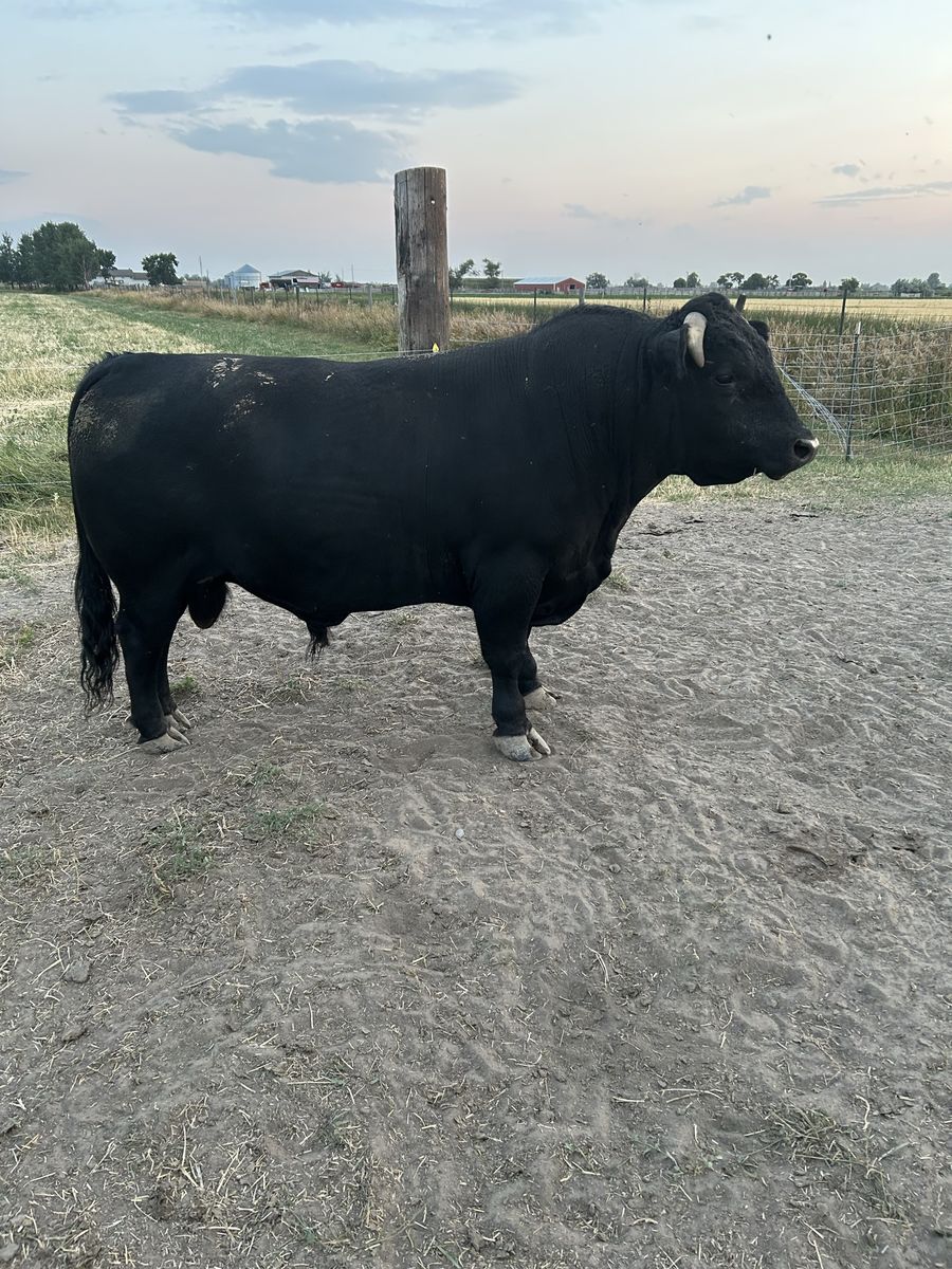 Dexter cattle