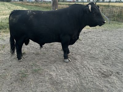 Dexter cattle
