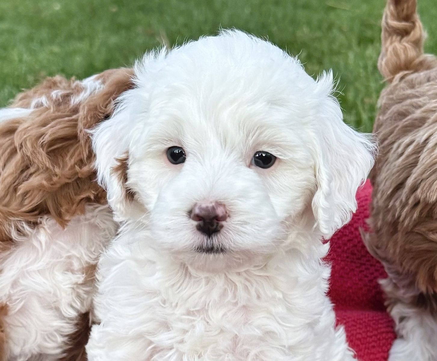 4th Gen Micro GOLDENDOODLE Puppies White Tuxedo Golden Retriever Poodle Mini F3b Multi-gen