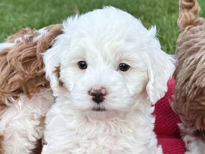 4th Gen Micro GOLDENDOODLE Puppies White Tuxedo Golden Retriever Poodle Mini F3b Multi-gen
