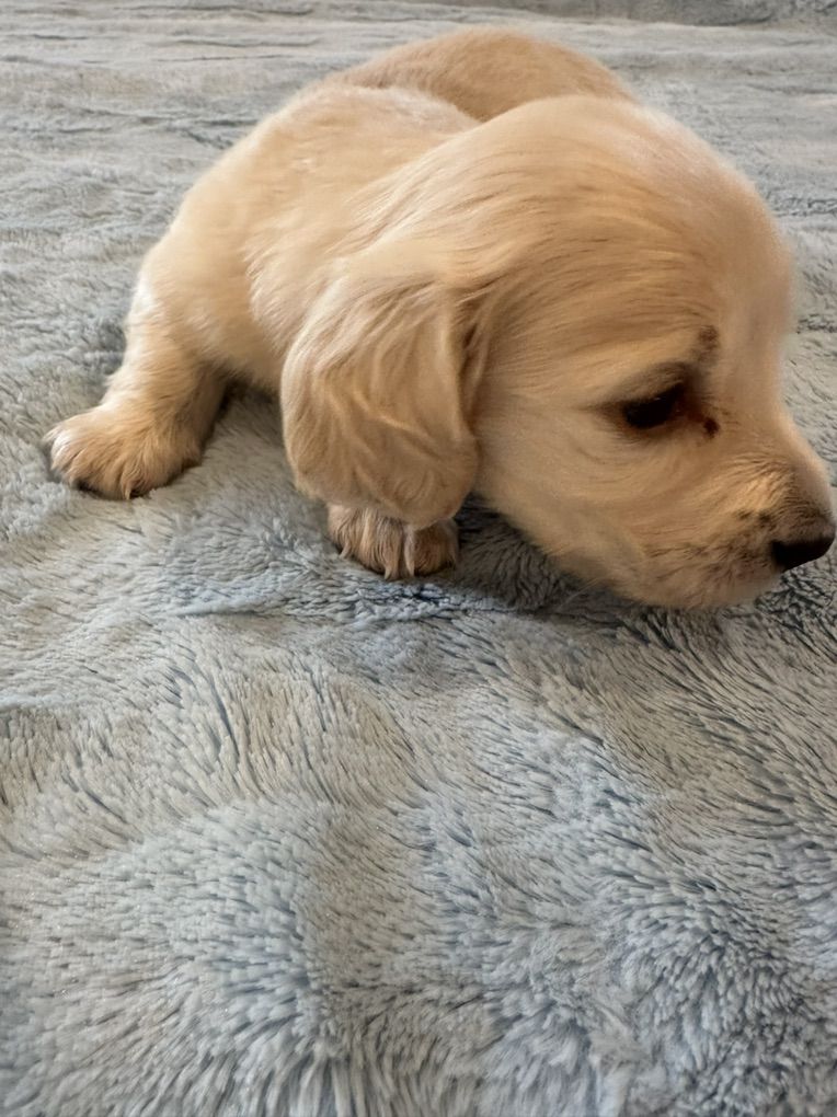 AKC Mini Longhair Dachshund Puppies