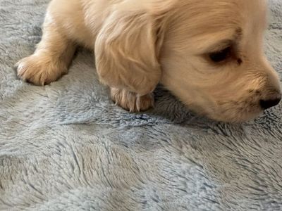 AKC Mini Longhair Dachshund Puppies