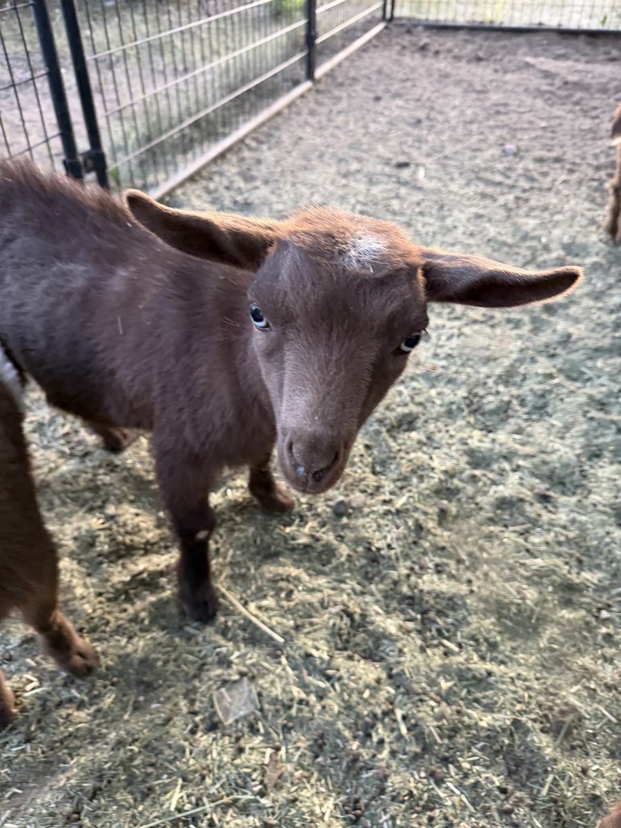 ADGA polled Blue eyed Nigerian dwarf doeling