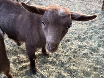 ADGA polled Blue eyed Nigerian dwarf doeling