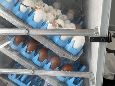 Older GFQ 1500 Cabinet Incubator