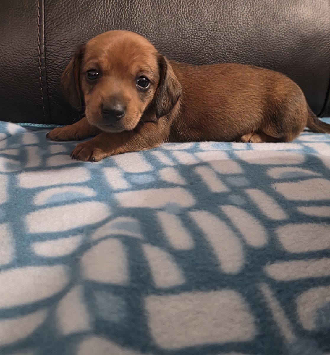 Mini Dacshunds (1 MALES AVAILABLE)