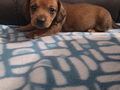 Mini Dacshunds (1 MALES AVAILABLE)