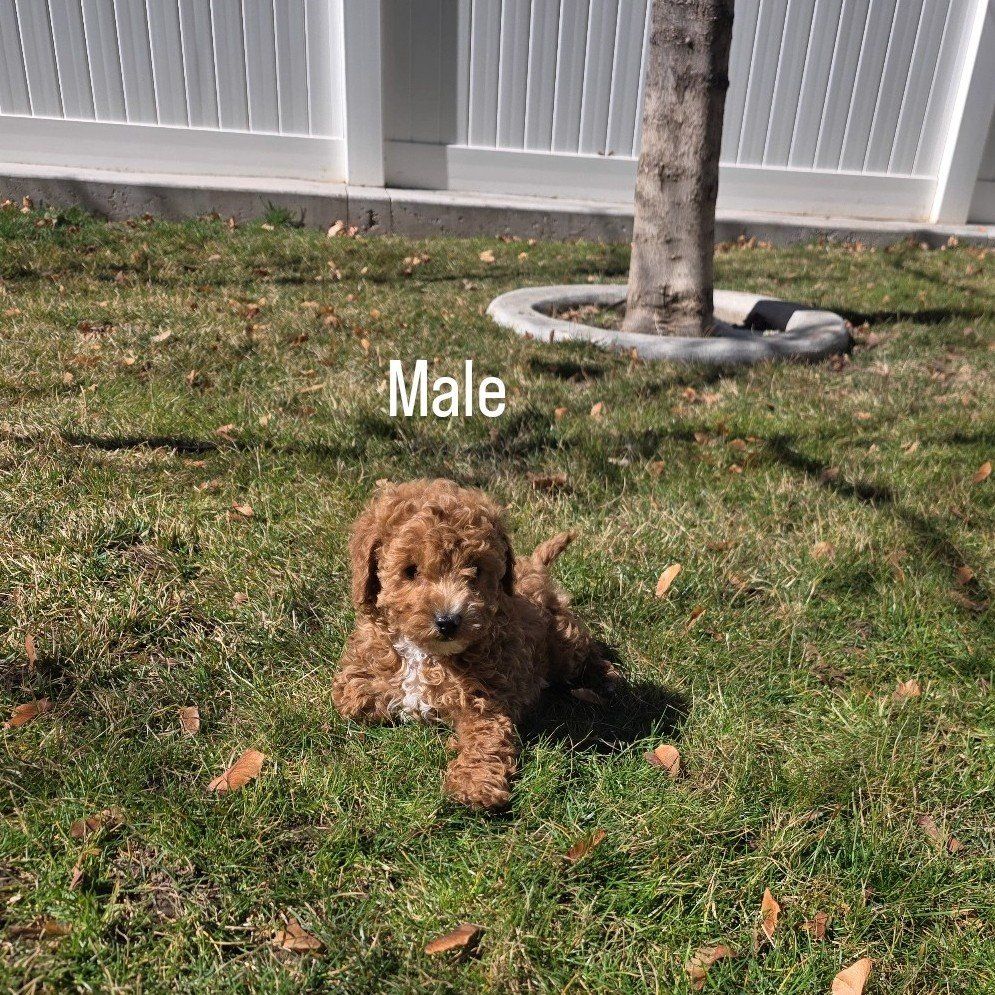Micro 6-7lb Cavapoo puppys King Charles Toy poodle