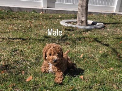 Micro 6-7lb Cavapoo puppys King Charles Toy poodle