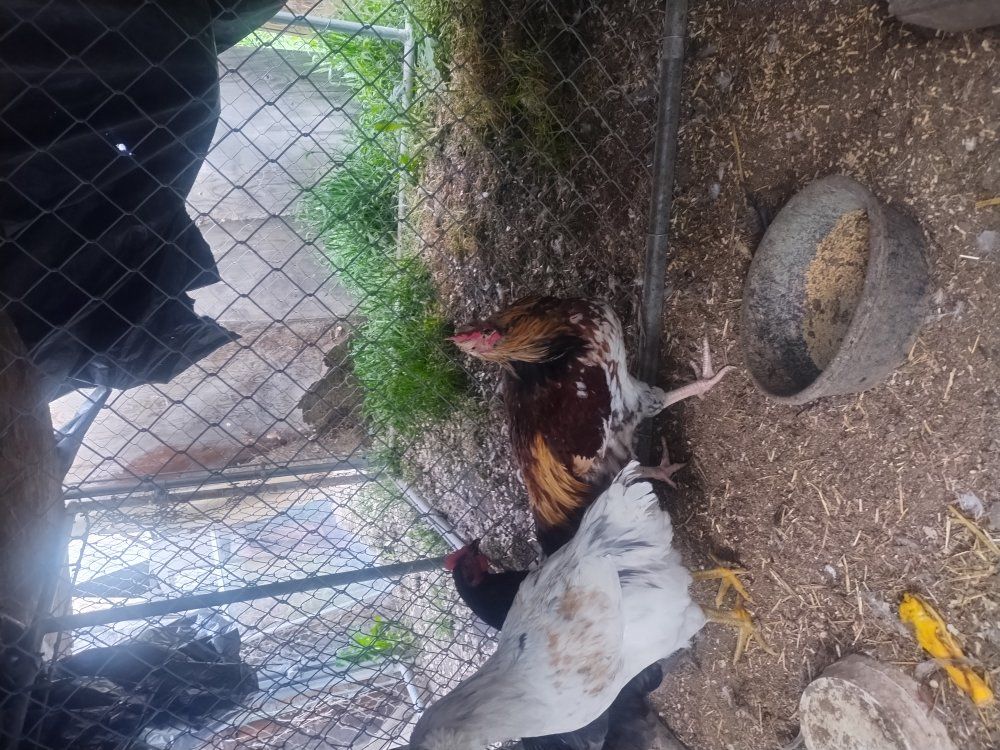 FANCY colored roosters