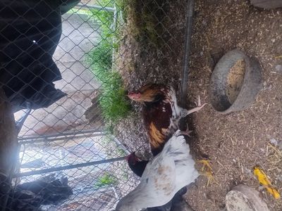 FANCY colored roosters