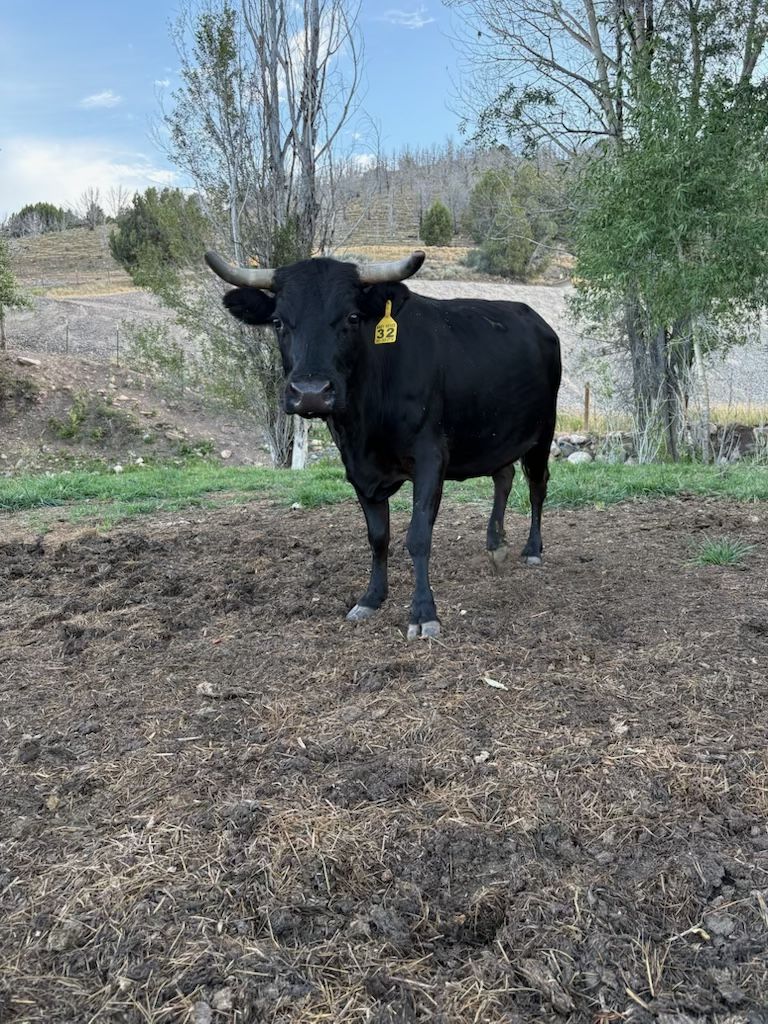 Roping Cattle for Sale