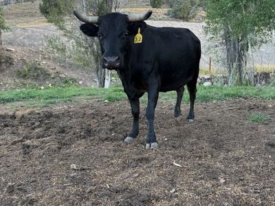Roping Cattle for Sale