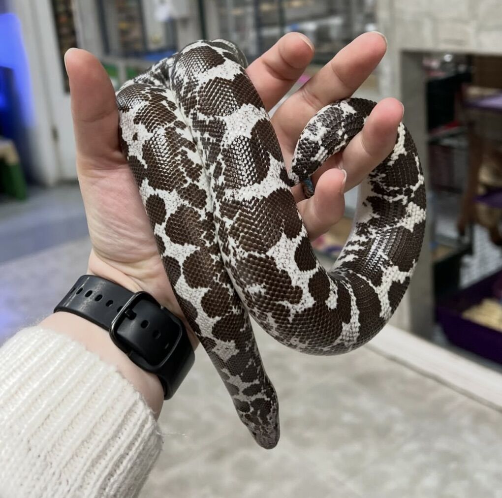 Sand Boa Breeding Group