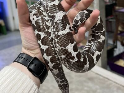 Sand Boa Breeding Group