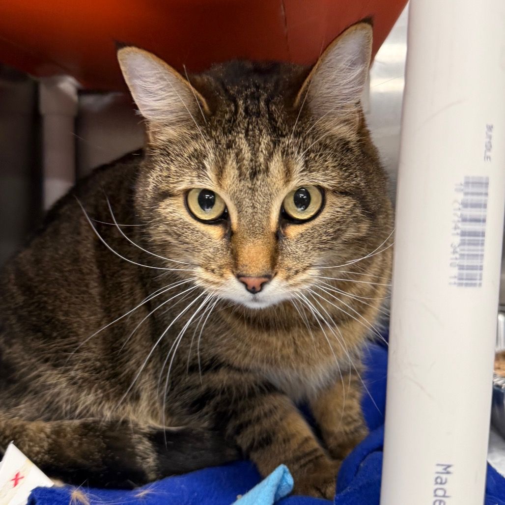 Hello my name is Desi