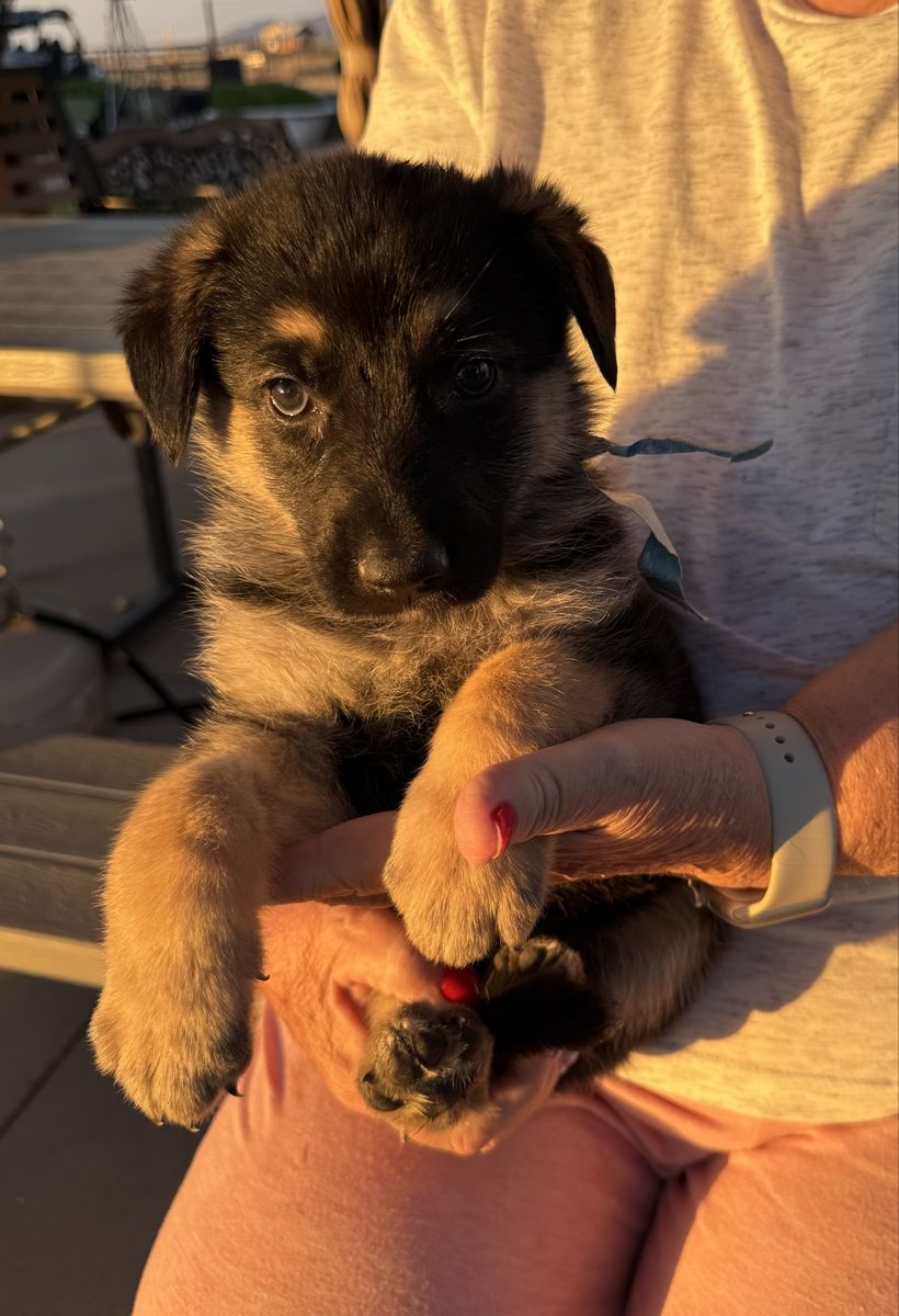 AKC German Shepherds